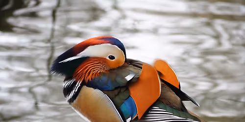 Rysowanie ptak\u00f3w  z Dawidem Kilonem | Mandarynki