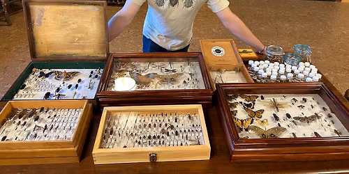 Tiny Worlds Series: Exploring the World in Miniature (Entomology) with Aidan Witthoff