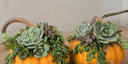 Hands-On Wine and Crafts: Pumpkin Succulent with Villa Succulents