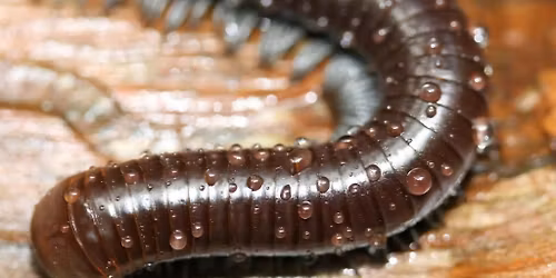 Unseen & Unsettling: Wildlife's Creepiest Critters (Mambourg Park)