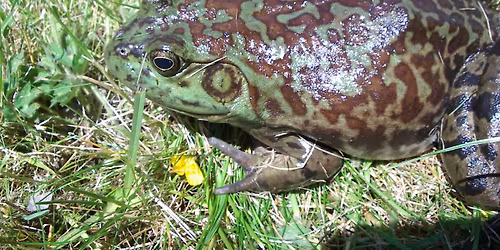 BC Amphibians and Invasive Bullfrog Conservation Issues 