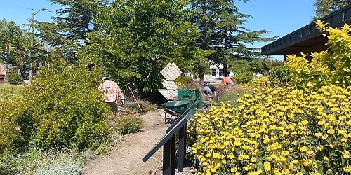 Garden Stewards at the Petaluma Library
