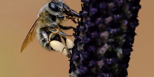 Creatividad y t\u00e9cnica en macrofotograf\u00eda
