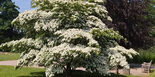 Botanischer Feierabendrundgang