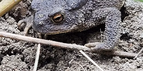 Volunteer Day \u2013 Hampton Nature reserve