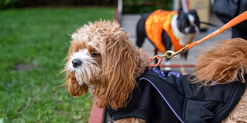 Howl-o-ween
