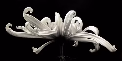 M. Joy Lemon-Florals in Charcoal & Chalk-Part II