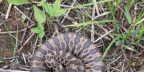 O.W.L.S. (Older Wiser Livelier Seniors) Talk - Terry VanDeWalle - Rattlesnake Studies in Iowa