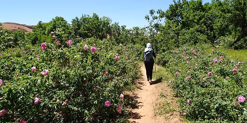 S\u00e9jour randonn\u00e9e dans la Vall\u00e9e des roses, Maroc