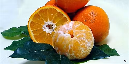 Growing Citrus in Martin County