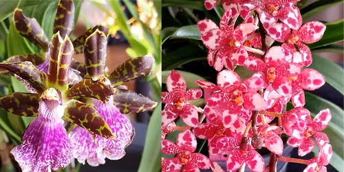Get started with growing orchids