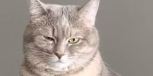 Carch Does Wells Roadside