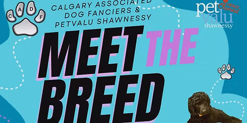 meet the Standard Poodle