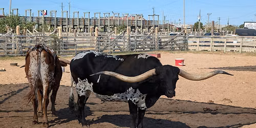 Fort Worth Stockyards Scavenger Hunt Walking Tour & Game