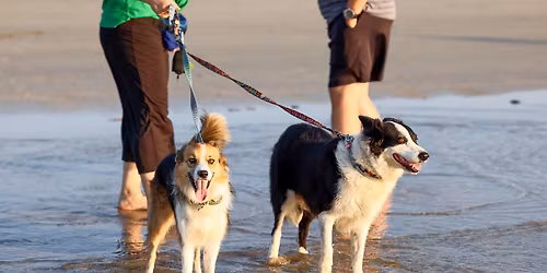 Life with Dogs - Free Pet Parent Workshop