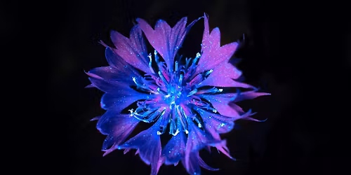 Biofluorescent Night Walk