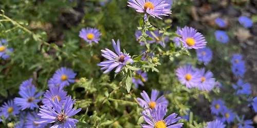 Native Plants of Fall
