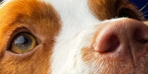 Canberra scent spectacular 2026