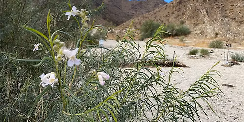 Dead Indian Canyon Interpretative Hike