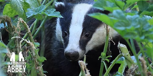 Badger Walks At Glastonbury Abbey Late Summer Series