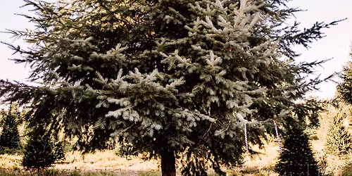 Albany Community Tree Lighting 