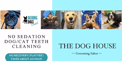 Pet Teeth Cleaning - Kelowna- The Dog House Grooming