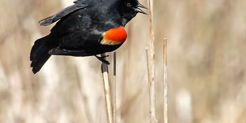 2nd Annual Bird Sit at Wolbach Farm