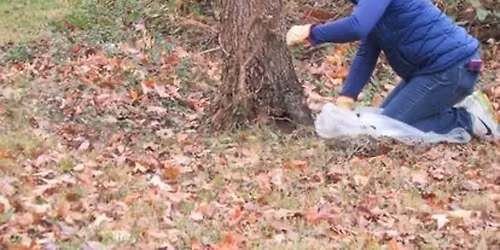 Restore Biodiversity 