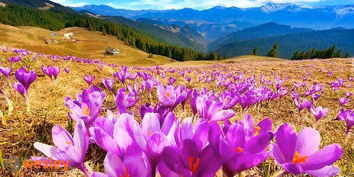 KROKUSY W GORCACH      170.-