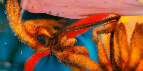 CCL, Casper in Bruxelles - Brussel