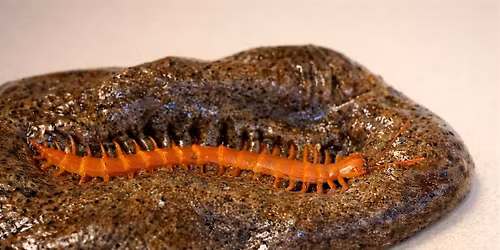 Slime Club: Worms and Dirt Slime