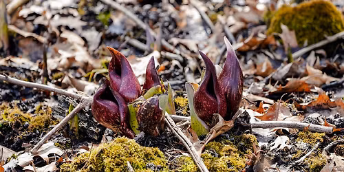 Class: Phenology \u2013 Keeping Track of Nature