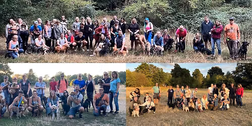 Fetch's Wellness Walkies-Mousehold Mutts
