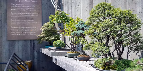 Bonsai Curator\u2019s Talk & Tour