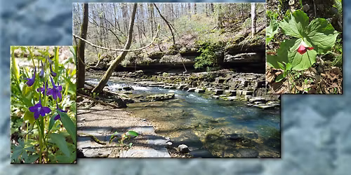 Short Springs Wildflowers