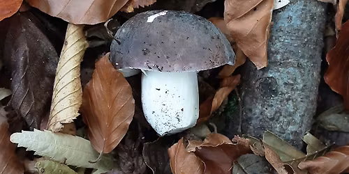 Fungi Foray (Family Friendly)@ Kings Wood