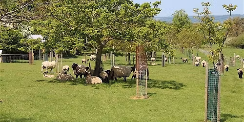 Trees on farms: Welton Farm walk