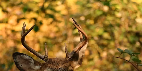 Wednesday Walk:  Ecological Impact of Deer (and Solutions)