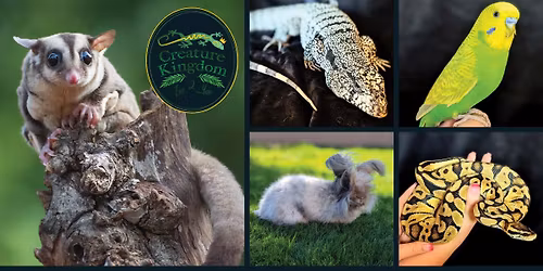 Creature Kingdom at KAHOOTS San Tan Valley 