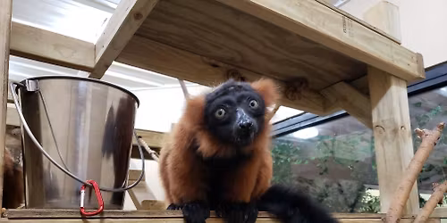 Family Zookeeper Camp