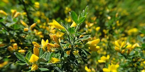 Invasive Species Removal 101