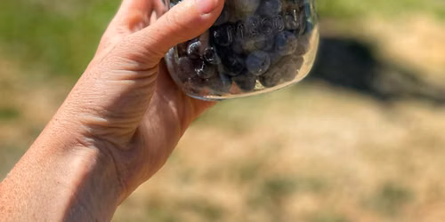 U-Pick Blueberries @ Bella Lynn: 7\/17-7\/18 8-12
