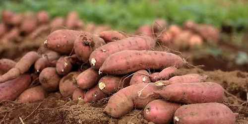 Volunteers Needed to Harvest Sweet Potatoes!
