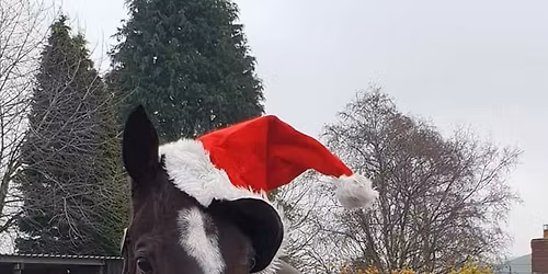 SMS Xmas horse agility kindly sponsored by Leah and Andrew