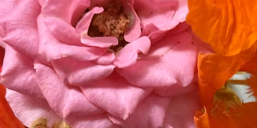 Opening the Heart for Renewal: A Joy, Movement & Herbal Workshop