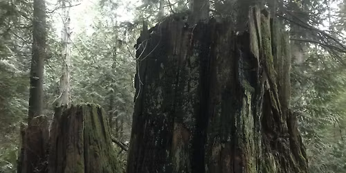 Trees, Sea, and Marbled Murrelets!