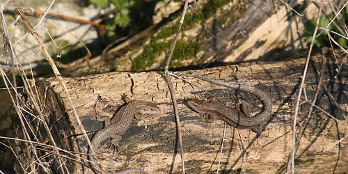 Reptile Ecology and Survey Techniques