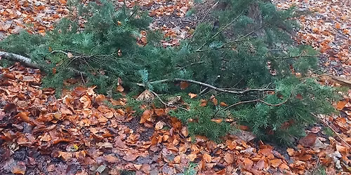 Christmas Wreath Making And Foraging at Llantysillo Hall ~ Sat 6th Dec