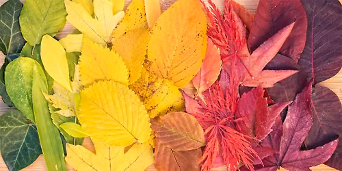 Expert Is In: Plants & Color (On-site Drop-in Program)