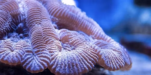 Coral Husbandry Round Table